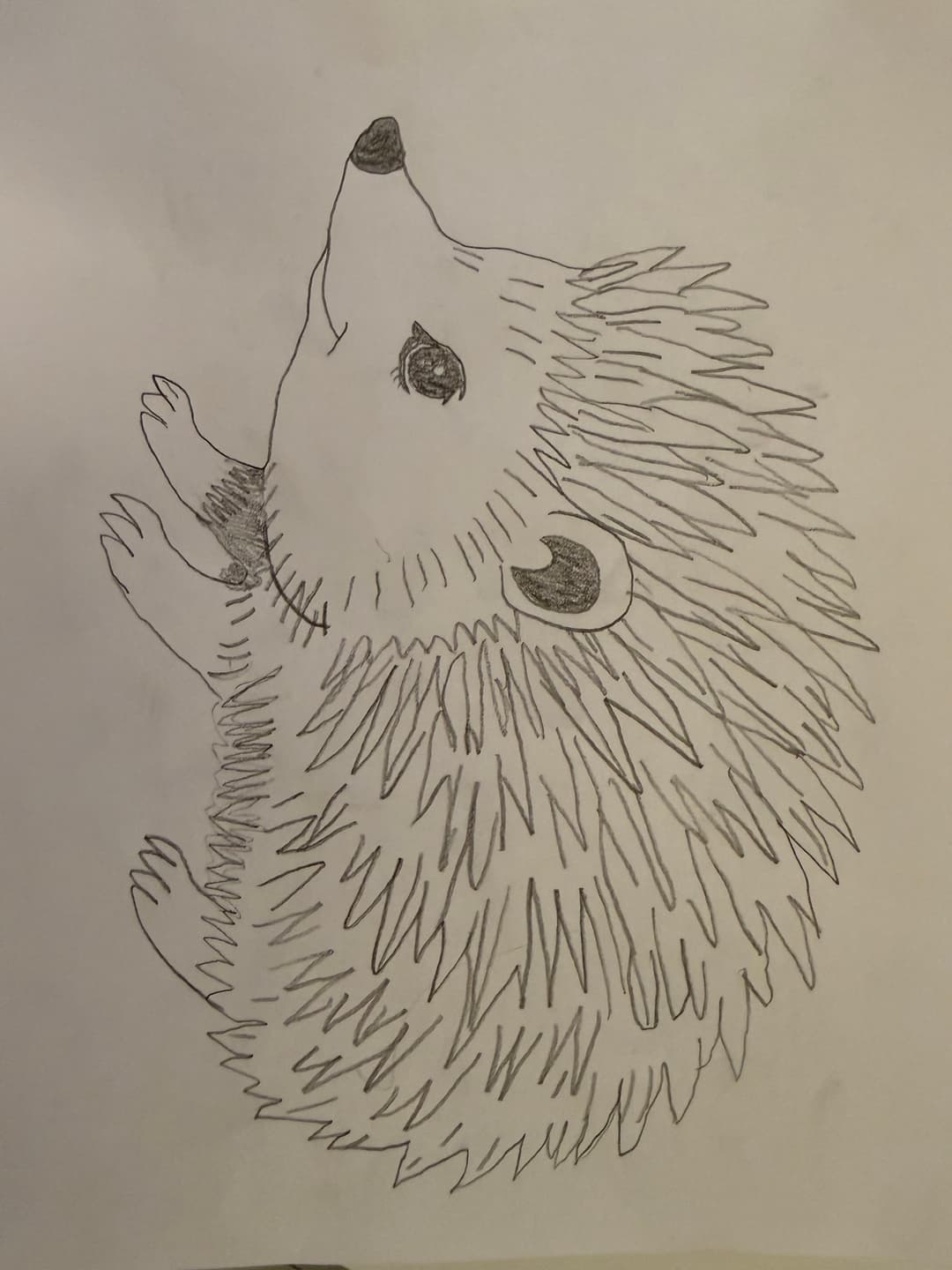 Hedgehog drawing by Ivy Bramble